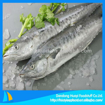 fresh IQF Japanese Spanish mackerel fish